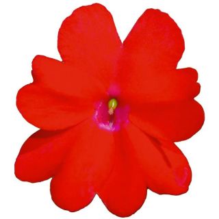 Compra SUNPATIENS RED (84 Plantas). en la tienda online Fito Agrícola
