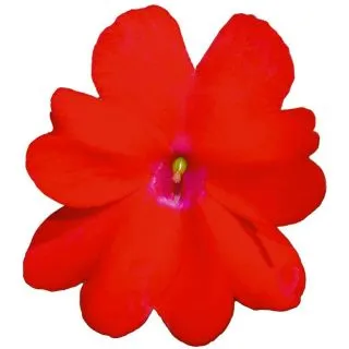 Compra SUNPATIENS RED (84 Plantas). en la tienda online Fito Agrícola