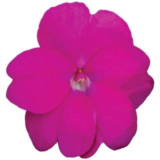 Compra SUNPATIENS LILAC (84 Plantas). en la tienda online Fito Agrícola