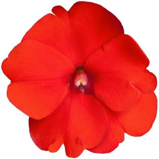 Compra SUNPATIENS ORANGE (84 Plantas). en la tienda online Fito Agrícola