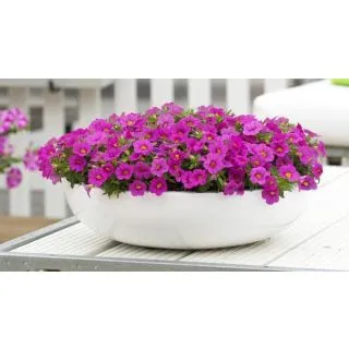 Compra CALIBRACHOA CABARET ROSE (126 Plantas). en la tienda online Fito Agrícola