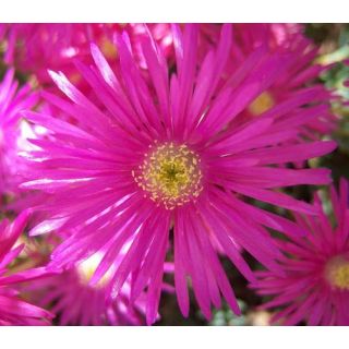 Compra MESSEM LILA SEMPERFLORENS (125 Plantas). en la tienda online Fito Agrícola