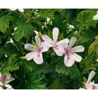 Compra GERANIO CITRODORUM (126 Plantas). en la tienda online Fito Agrícola