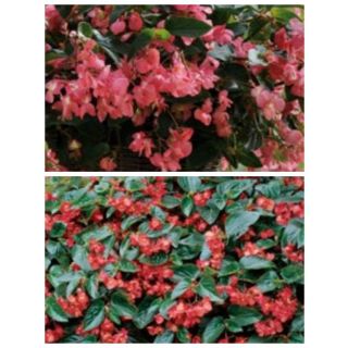Compra BEGONIA DRAGON WING MIX F1 (144 Plantas). en la tienda online Fito Agrícola