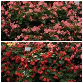 Compra BEGONIA BENARIENSIS BIG MIX (Hoja Verde) F1 (144 Plantas) en la tienda online Fito Agrícola