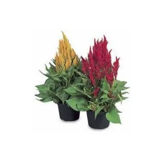 Compra CELOSÍA PLUMOSA FRESH LOOK MIX (240 Plantas) en la tienda online Fito Agrícola