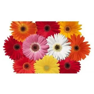 Compra GERBERA MAJORETTE MIX (144 Plantas). en la tienda online Fito Agrícola
