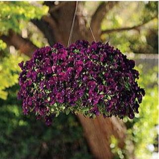 Compra PENSAMIENTO COOL WAVE PURPLE (144 Plantas). en la tienda online Fito Agrícola