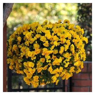 Compra PENSAMIENTO COOL WAVE GOLDEN YELLOW (144 Plantas). en la tienda online Fito Agrícola