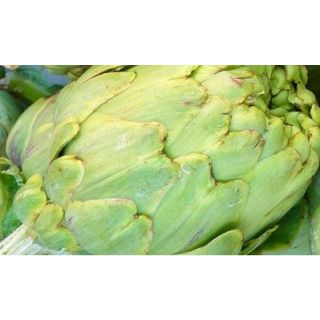 Compra ALCACHOFA VERDE ECOLÓGICA MS4 en la tienda online Fito Agrícola
