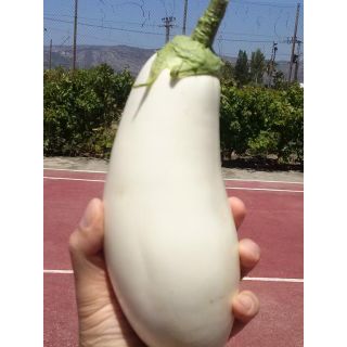 Compra BERENJENA CLARA F-1 M11 en la tienda online Fito Agrícola