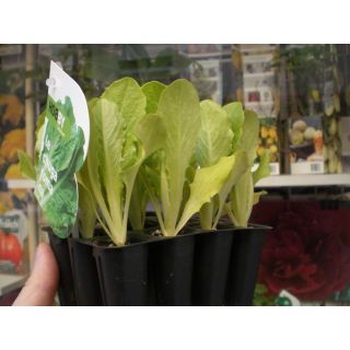 Compra LECHUGA ROMANA ECOLÓGICA MSE6 en la tienda online Fito Agrícola