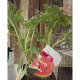 Compra SANDÍA NEGRA CON SEMILLA (Injertada) M11 en la tienda online Fito Agrícola