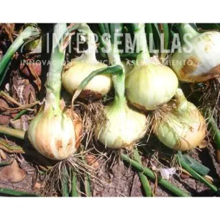 Compra CEBOLLA HIBERNA F1 (5.000 Semillas). en la tienda online Fito Agrícola