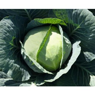 Compra COL BRONCO F1 Precisión ECOLÓGICA (10.000 Semillas). en la tienda online Fito Agrícola