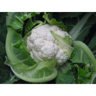 Compra COLIFLOR BALBOA F-1 Precisión (2.500 Semillas). en la tienda online Fito Agrícola