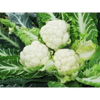 Compra COLIFLOR ALBERTO Precisión (2.500 Semillas). en la tienda online Fito Agrícola