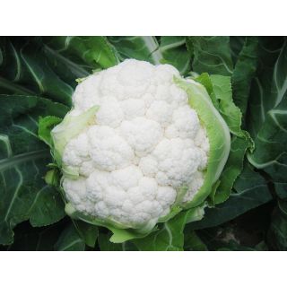 Compra COLIFLOR BELOT F-1 Precisión (2.500 Semillas). en la tienda online Fito Agrícola