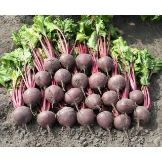 Compra REMOLACHA BORO F-1 Precisión- NCC (50.000 Semillas) en la tienda online Fito Agrícola