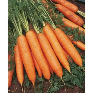 Compra ZANAHORIA BANGOR F1 ECOLÓGICA Precisión Cal. 1.8 - 2.0 mm. (100.000 Semillas). en la tienda online Fito Agrícola