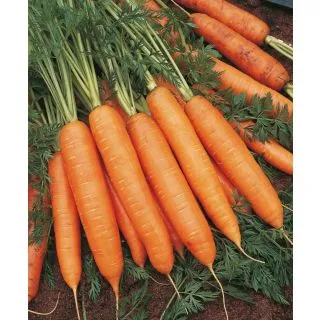 Compra ZANAHORIA BANGOR F1 ECOLÓGICA Precisión (100.000 Sem.Cal. 1.6 - 1.8 mm.) en la tienda online Fito Agrícola