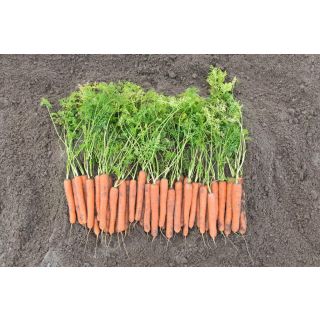 Compra ZANAHORIA MOKUM F1 Precisión (100.000 Semillas Cal. 1.6 - 1.8 mm.) en la tienda online Fito Agrícola