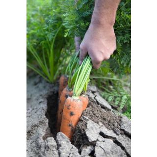 Compra ZANAHORIA NAVAL F1 Precisión (100.000 Semillas Cal. 1.8 - 2.0 mm.) en la tienda online Fito Agrícola