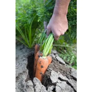 Compra ZANAHORIA NAVAL F1 ECOLÓGICA Precisión (100.000 Semillas Cal. 1.8 - 2.0 mm.) en la tienda online Fito Agrícola