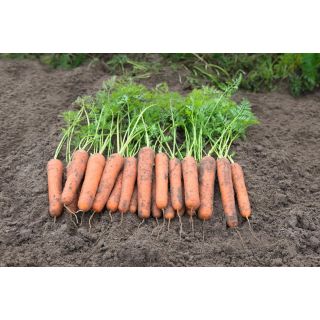 Compra ZANAHORIA NAMIBIA F1 Precisión (100.000 Semillas Cal. 2.0 - 2.2 mm.) en la tienda online Fito Agrícola