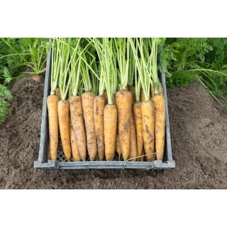 Compra ZANAHORIA YELLOWSTONE F1 Precisión (100.000 Semillas Cal. 1.6 - 1.8 mm.) en la tienda online Fito Agrícola