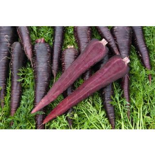 Compra ZANAHORIA DEEP PURPLE F1 Precisión (100.000 Semillas Cal. 2.0 - 2.2 mm.). en la tienda online Fito Agrícola