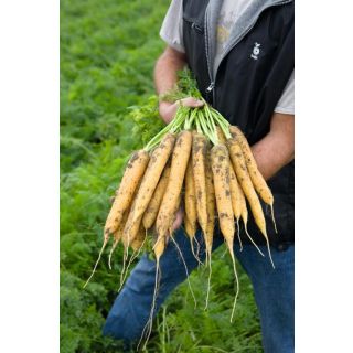 Compra ZANAHORIA MELLO YELLO F1 Precisión (100.000 Semillas Cal. 2.0 - 2.2 mm.) en la tienda online Fito Agrícola