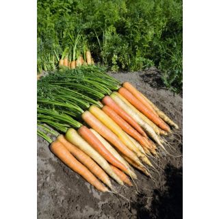 Compra ZANAHORIA RAINBOW F1 Precision (100.000 Sem. Cal. 1.8 - 2.0 mm.) en la tienda online Fito Agrícola