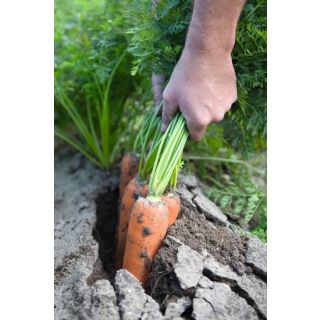 Compra ZANAHORIA NAVAL F1 ECOLÓGICA Precisión (25.000 Semillas .Cal. 2.0 - 2.2 mm) en la tienda online Fito Agrícola