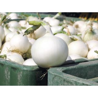 Compra CEBOLLA WHITE WING Precisión (250.000 Semillas) en la tienda online Fito Agrícola