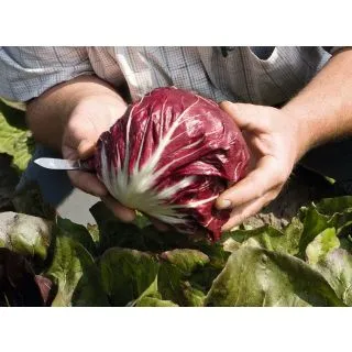 Compra ACHICORIA LEONARDO F1 Pildorada (10.000 Semillas) en la tienda online Fito Agrícola