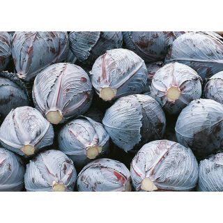 Compra COL LOMBARDA INTEGRO F-1 ECOLÓGICA Precision (10.000 Semillas). en la tienda online Fito Agrícola