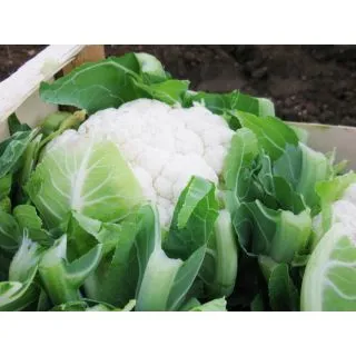 Compra COLIFLOR ADONA F1 ECOLÓGICA Precisión (10.000 Semillas). en la tienda online Fito Agrícola