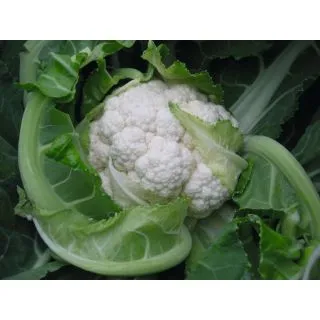 Compra COLIFLOR BALBOA F-1 ECOLÓGICA Precisión (1.000 Semillas). en la tienda online Fito Agrícola