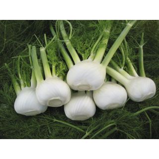 Compra HINOJO ORION F1 Pildorado ECOLÓGICO (10.000 Semillas). en la tienda online Fito Agrícola