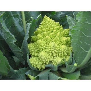 Compra ROMANESCO VERONICA F-1 ECOLÓGICO Precisión (1.000 Semillas). en la tienda online Fito Agrícola