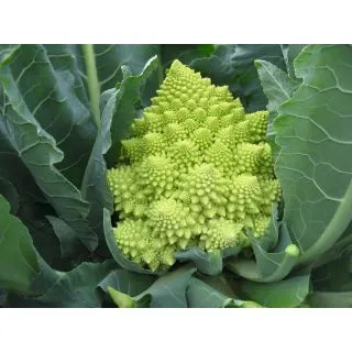 Compra ROMANESCO VERONICA F-1 ECOLÓGICO Precisión (1.000 Semillas). en la tienda online Fito Agrícola