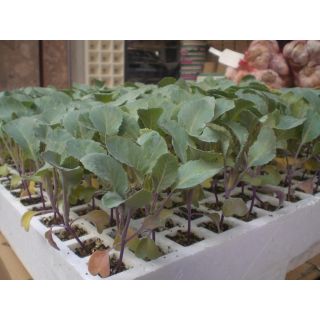 Compra COLIFLOR KORLANU F-1 EPS247 en la tienda online Fito Agrícola