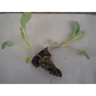 Compra COLIFLOR CASPER F-1 EPS294 en la tienda online Fito Agrícola