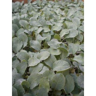 Compra COLIFLOR OVINDOLI EPS294 en la tienda online Fito Agrícola