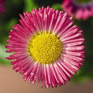 Compra BELLIS SPEEDSTAR PLUS ROSA (240 Plantas). en la tienda online Fito Agrícola