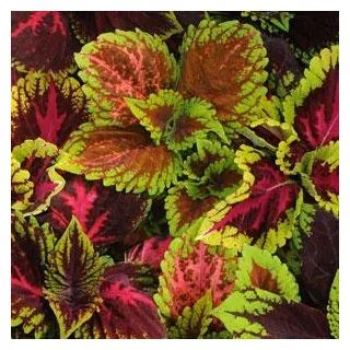 Compra COLEOS PREMIUM SUN MIX (240 Plantas). en la tienda online Fito Agrícola