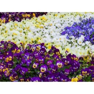 Compra VIOLA CORNUTA GRANDISSIMO MIX (240 Plantas). en la tienda online Fito Agrícola