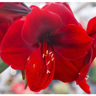 Compra AMARYLLIS FERRARI ® en la tienda online Fito Agrícola