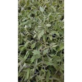 Compra TOMATE ANAIRIS EPS247 en la tienda online Fito Agrícola